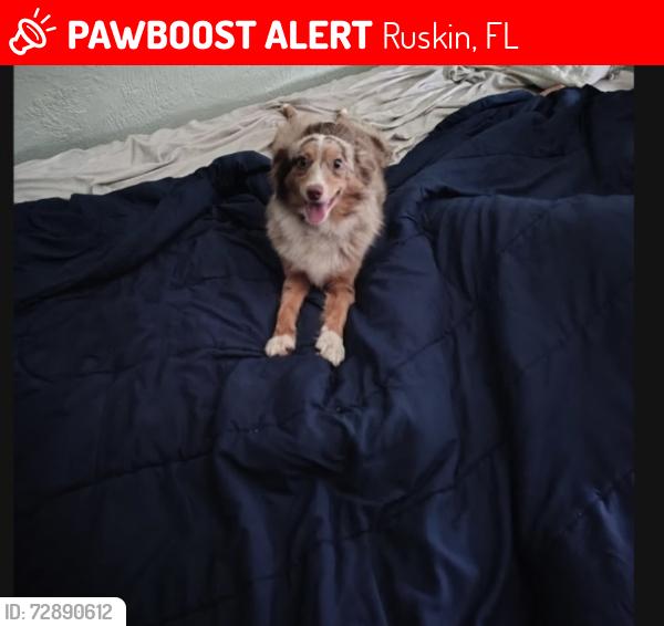 Lost Female Dog last seen 18th Ave SE and 24th ST SE, Ruskin, FL 33570