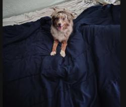 Lost Female Dog last seen 18th Ave SE and 24th ST SE, Ruskin, FL 33570