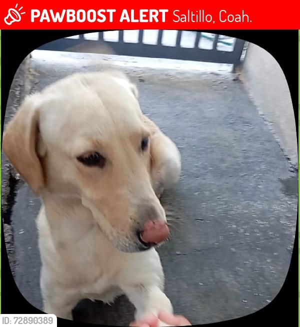 Lost Male Dog last seen vivimos frente a una primara ¨articulo tercero constitucional¨, Saltillo, Coah. 25113