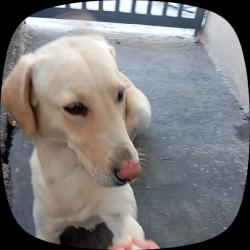 Lost Male Dog last seen vivimos frente a una primara ¨articulo tercero constitucional¨, Saltillo, Coah. 25113