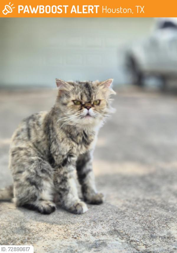 Found/Stray Unknown Cat last seen Kuykendahl and Louetta, Houston, TX 77388