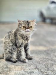 Found/Stray Unknown Cat last seen Kuykendahl and Louetta, Houston, TX 77388