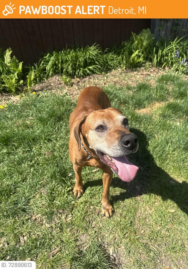 Found/Stray Male Dog last seen Yorkshire RD and Mac, Detroit, MI 48224