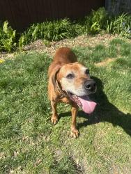 Found/Stray Male Dog last seen Yorkshire RD and Mac, Detroit, MI 48224