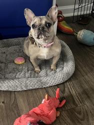 Lost Female Dog last seen Two Lakes Cir and One Lake Way, South Fulton, GA 30349