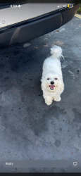 Found/Stray Male Dog last seen Near nw 206th st , Miami Gardens, FL 33056
