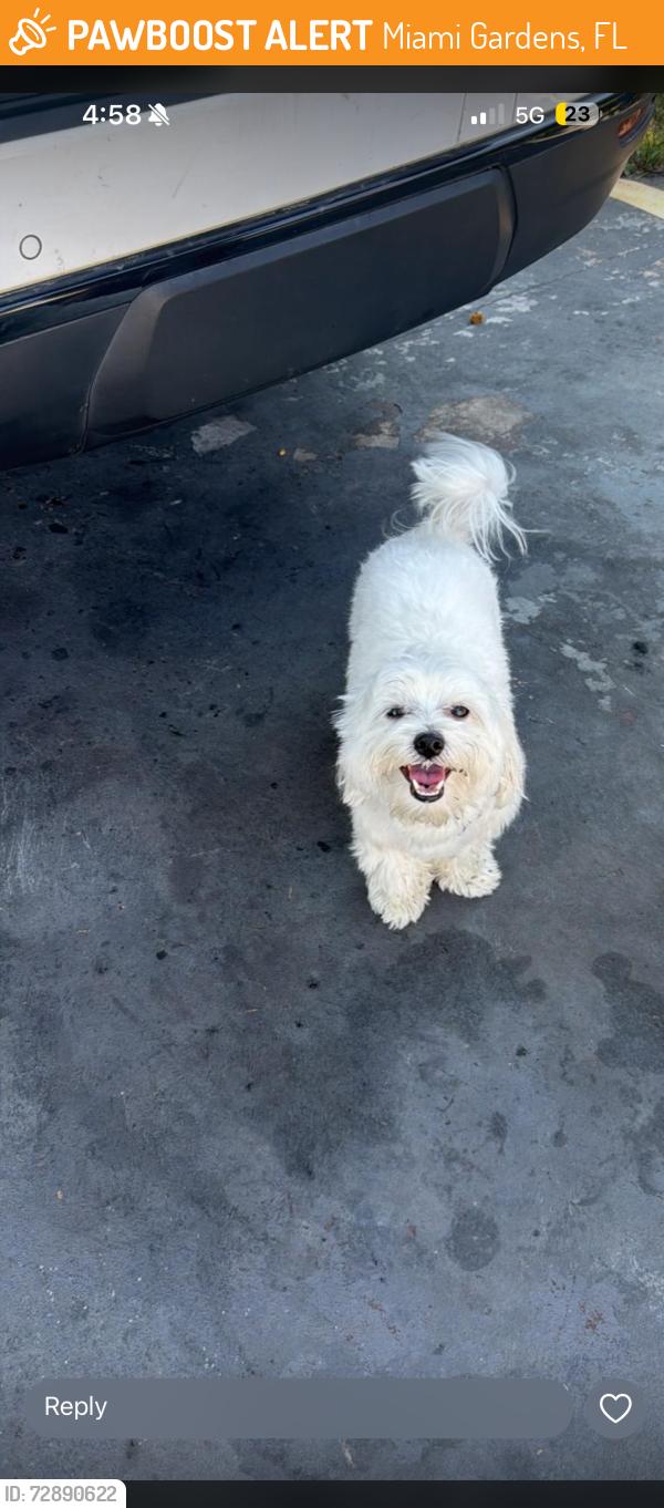 Found/Stray Male Dog last seen Near nw 206th st , Miami Gardens, FL 33056