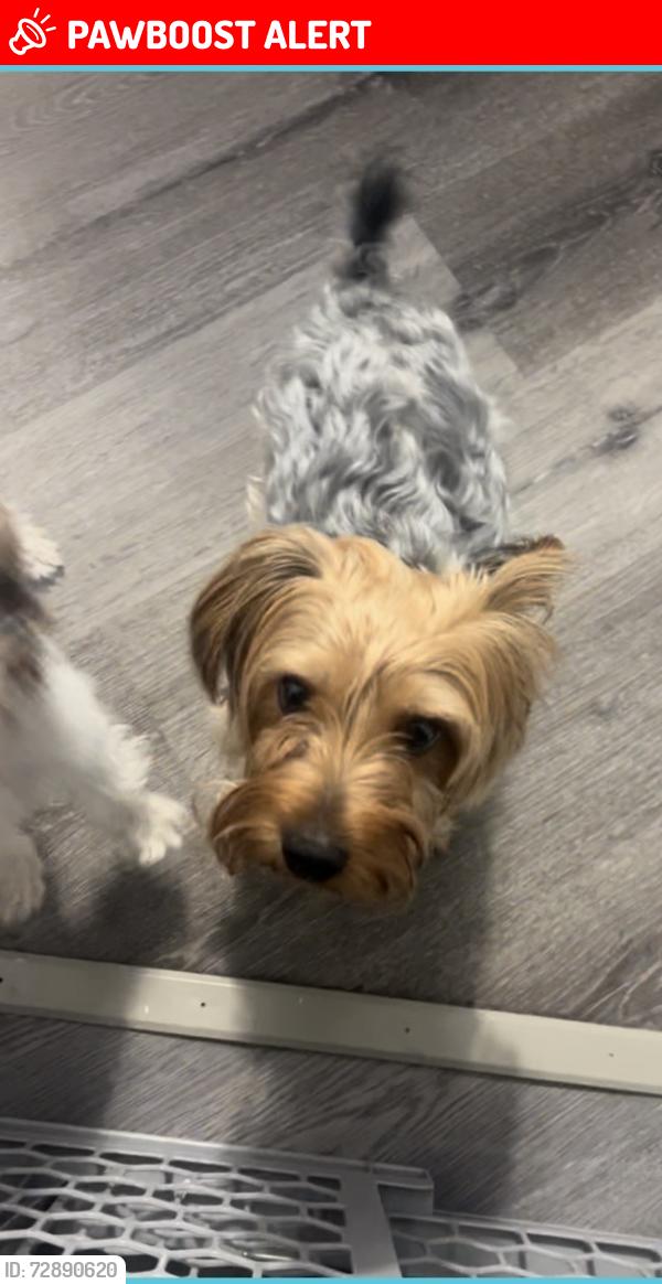Lost Male Dog last seen Lonsdale Ave, Blackburn with Darwen, England BB3 1EH