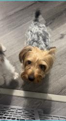 Lost Male Dog last seen Lonsdale Ave, Blackburn with Darwen, England BB3 1EH