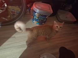 Lost Male Cat last seen Morningside , Garden Grove, CA 92843