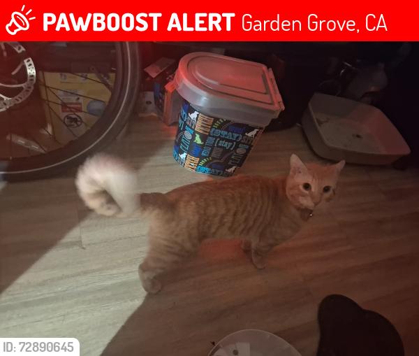 Lost Male Cat last seen Morningside , Garden Grove, CA 92843