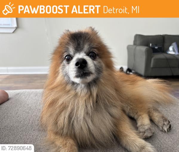 Found/Stray Male Dog last seen Livernois and McNichols , Detroit, MI 48221
