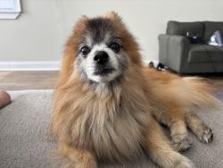 Found/Stray Male Dog last seen Livernois and McNichols , Detroit, MI 48221