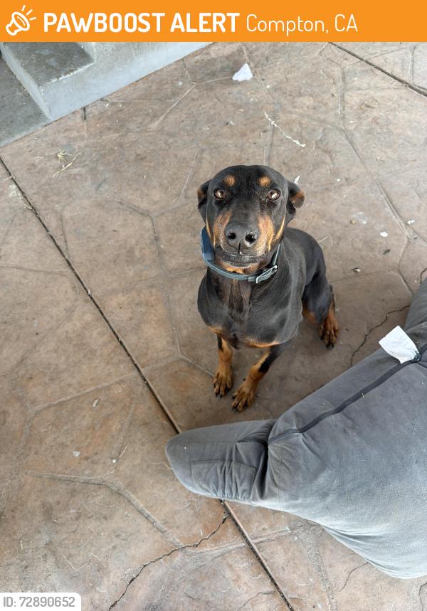 Found/Stray Male Dog last seen Central and roscranse , Compton, CA 90222