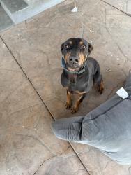 Found/Stray Male Dog last seen Central and roscranse , Compton, CA 90222