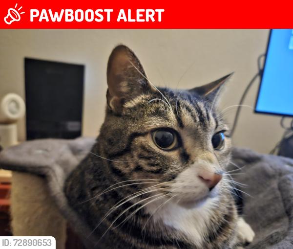 Lost Male Cat last seen Near and Star Ranch, Colorado Springs, CO 80906
