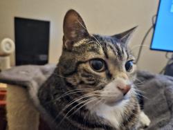 Lost Male Cat last seen Near and Star Ranch, Colorado Springs, CO 80906