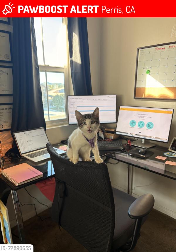 Lost Female Cat last seen Sequoia ct , Perris, CA 92570
