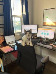 Lost Female Cat last seen Sequoia ct , Perris, CA 92570