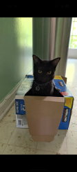 Lost Female Cat last seen Near appaloosa tr, Ludowici, GA 31316