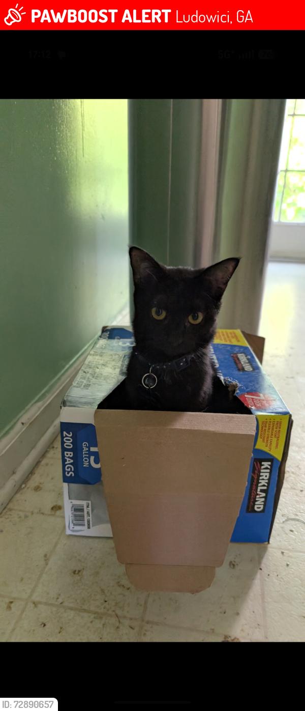 Lost Female Cat last seen Near appaloosa tr, Ludowici, GA 31316