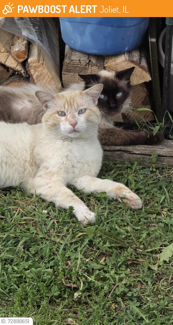 Found/Stray Male Cat last seen Ohio St and Landau Ave, Joliet, IL 60432