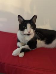 Lost Male Cat last seen Wellesley ave and view place drive, Cincinnati, OH 45224