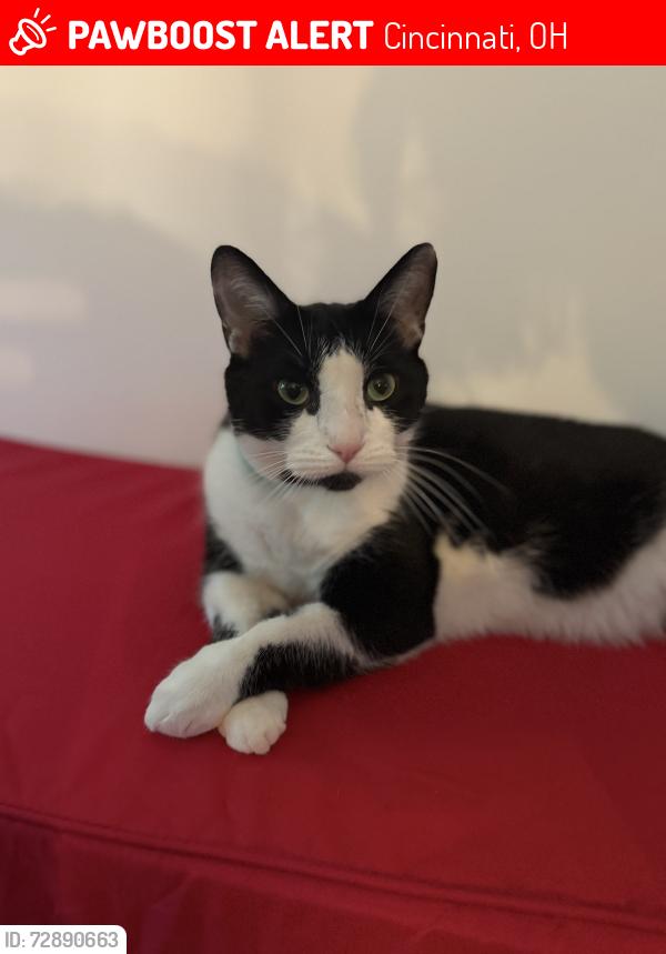 Lost Male Cat last seen Wellesley ave and view place drive, Cincinnati, OH 45224