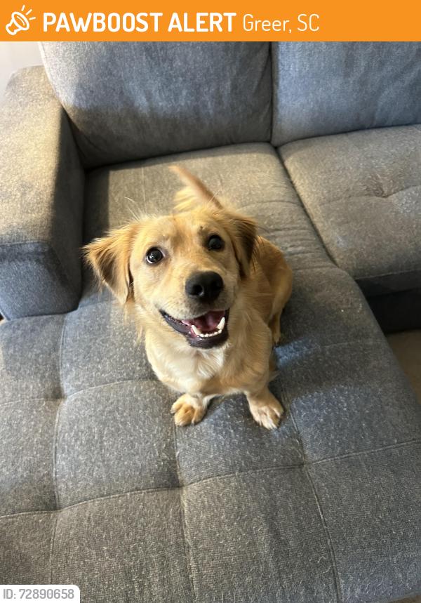 Found/Stray Male Dog last seen Lowe’s Foods in Greer on East Suber Road, Greer, SC 29650