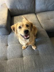 Found/Stray Male Dog last seen Lowe’s Foods in Greer on East Suber Road, Greer, SC 29650