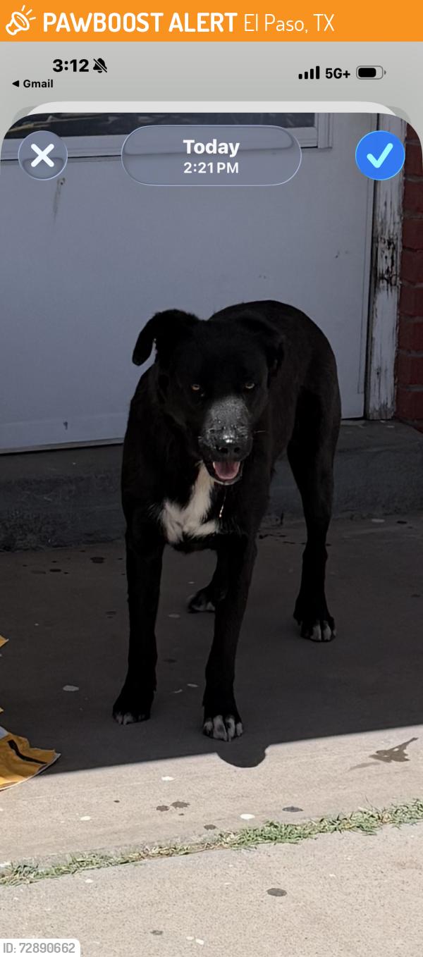 Found/Stray Unknown Dog last seen Dolphin dr and bluewing el paso tx 79924, El Paso, TX 79924