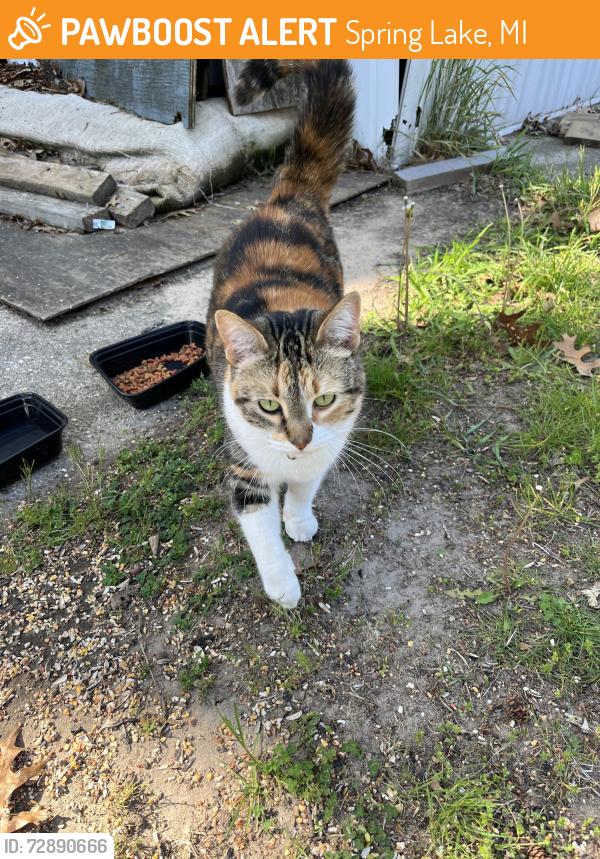 Found/Stray Unknown Cat last seen 148th ave, Spring Lake, MI 49456