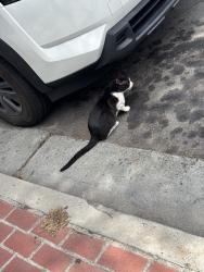 Found/Stray Male Cat last seen Brooks, Oceanside, CA 92054