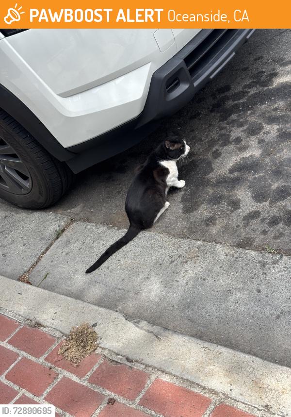 Found/Stray Male Cat last seen Brooks, Oceanside, CA 92054
