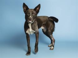 Shelter Stray Male Dog last seen PANTHER DR/RICHARD AVE (SUPERIOR), Phoenix, AZ 85008