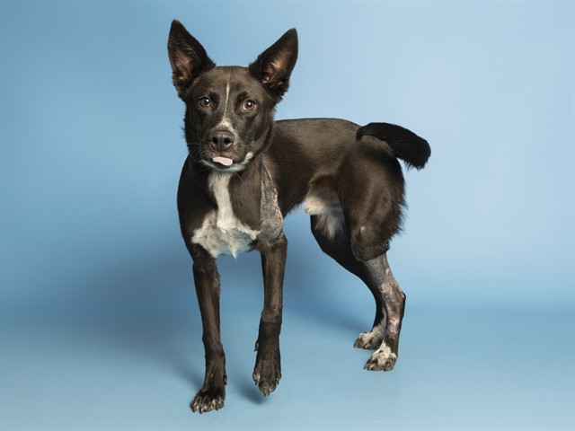 Shelter Stray Male Dog last seen PANTHER DR/RICHARD AVE (SUPERIOR), Phoenix, AZ 85008