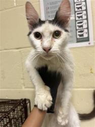 Shelter Stray Female Cat last seen MCCLATCHY WAY & SEAVEY CIR, 2127 Front St, Sacramento, CA 95818, USA