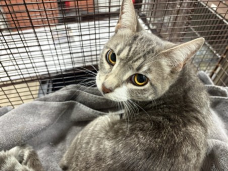 Shelter Stray Male Cat last seen , Chatsworth, CA 91311