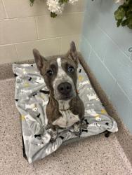 Shelter Stray Female Dog last seen Near BLOCK CLAUDE CT, Brighton, CO 80601