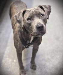 Shelter Stray Female Dog last seen , Los Angeles, CA 90031