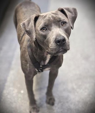 Shelter Stray Female Dog last seen , Los Angeles, CA 90031
