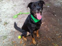 Shelter Stray Male Dog last seen Near BLOCK GRIFFIN RD, DAVIE FL 33314, Davie, FL 33312