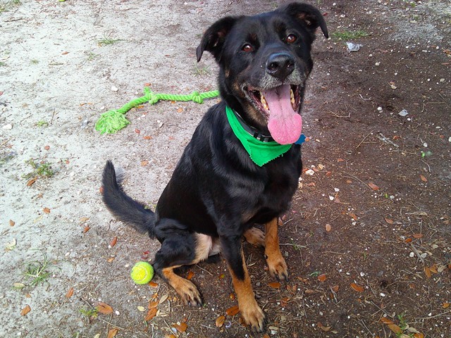 Shelter Stray Male Dog last seen Near BLOCK GRIFFIN RD, DAVIE FL 33314, Davie, FL 33312