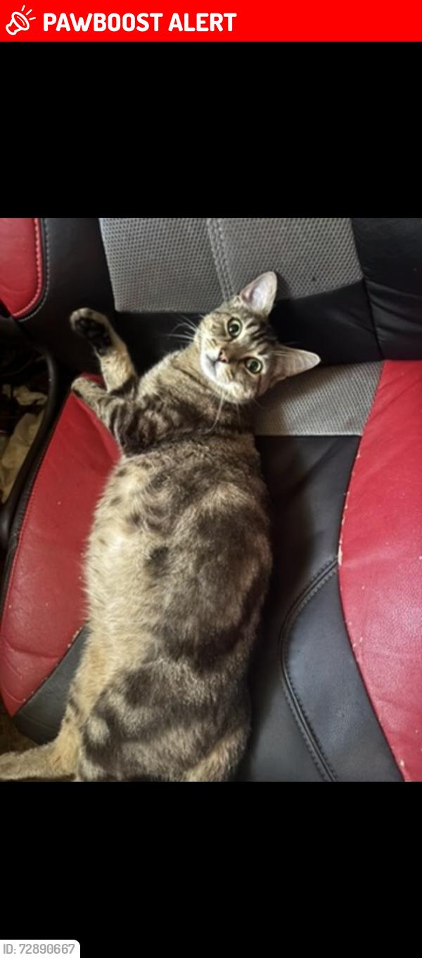 Lost Female Cat last seen pockwock hammonds plains , Upper Hammonds Plains, NS B4B 1N9