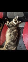Lost Female Cat last seen pockwock hammonds plains , Upper Hammonds Plains, NS B4B 1N9