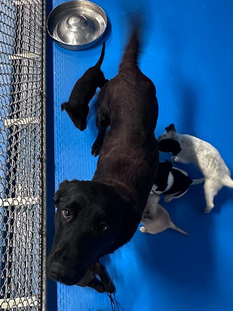 Shelter Stray Female Dog last seen Near BLOCK E 9TH ST, BAKERSFIELD CA, Bakersfield, CA 93307