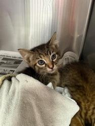 Shelter Stray Male Cat last seen BROADWAY AVE, Jacksonville, FL 32204