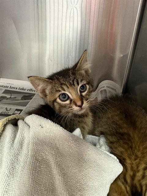 Shelter Stray Male Cat last seen BROADWAY AVE, Jacksonville, FL 32204