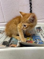 Shelter Stray Male Cat last seen BROADWAY AVE, Jacksonville, FL 32204