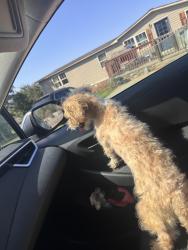 Lost Female Dog last seen Parkers, Greenville, SC 29611
